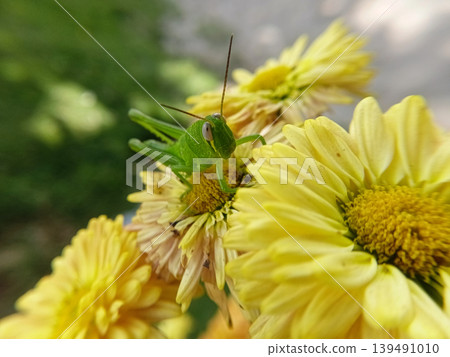 Close up of green wood locust or valanga nigricornis feeding on nectar of graceful zinnia flowers. Close up of green wood locust or valanga nigricornis feeding on nectar of graceful zinnia flowers. 139491010