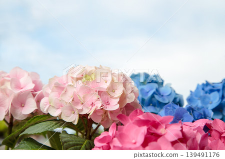 Hydrangea and sky Hydrangea and sky 139491176