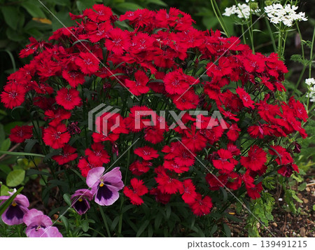 Bright red carnations blooming in the shade (along with white orlaya, red rhododendron, and purple violas) 139491215