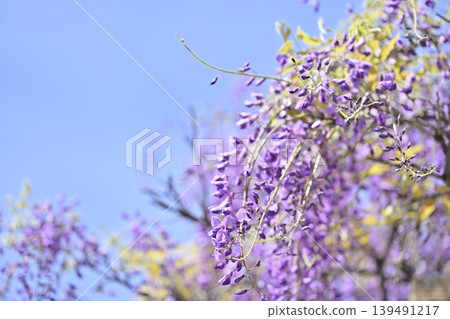 盛開的紫藤花架,以及清爽的春日天空。 盛開的紫藤花架,以及清爽的春日天空。 139491217