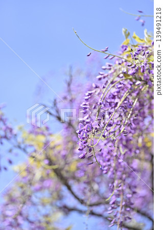 盛開的紫藤花架，以及清爽的春日天空。 139491218