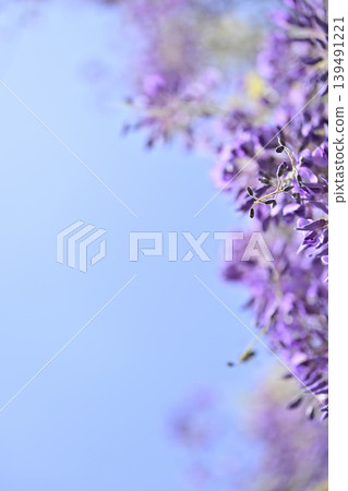 A wisteria trellis in full bloom and a refreshing spring sky. A wisteria trellis in full bloom and a refreshing spring sky. 139491221