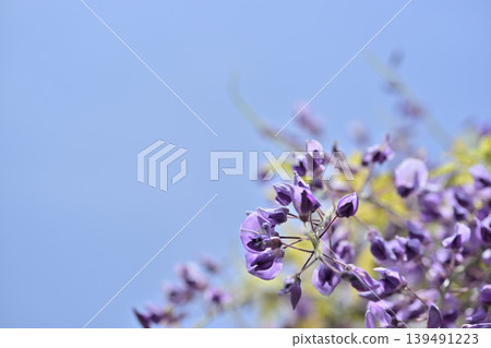 A wisteria trellis in full bloom and a refreshing spring sky. A wisteria trellis in full bloom and a refreshing spring sky. 139491223