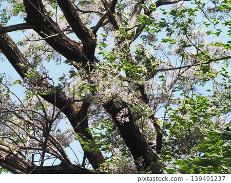 Chinaberry trees (with flowers and buds) swaying on the banks of the Enokuchi River on a windy day. Chinaberry trees (with flowers and buds) swaying on the banks of the Enokuchi River on a windy day. 139491237