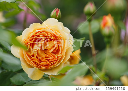 Yellow roses have begun to bloom. Yellow roses have begun to bloom. 139491238