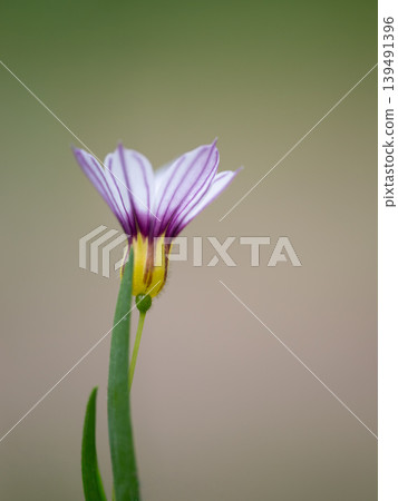 一個小花園石芽在初夏開花 139491396