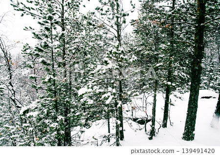 White Siberia winter spruce forest landscape, snowy trees sky, bright cloudy day White Siberia winter spruce forest landscape, snowy trees sky, bright cloudy day 139491420
