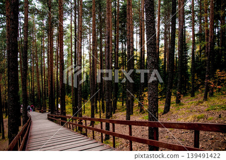 Green summer forest landscape spruce forest trees, grass and cloudy sky, Karelia Green summer forest landscape spruce forest trees, grass and cloudy sky, Karelia 139491422