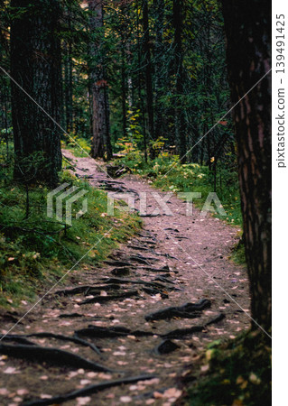 Green summer forest landscape spruce forest trees, grass and cloudy sky, Karelia Green summer forest landscape spruce forest trees, grass and cloudy sky, Karelia 139491425
