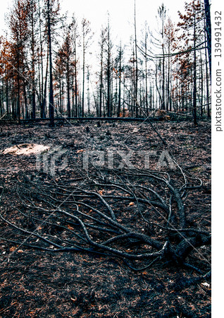 Desert landscape burnt forest, dry trees no leaves background blue sky Karelia Desert landscape burnt forest, dry trees no leaves background blue sky Karelia 139491432