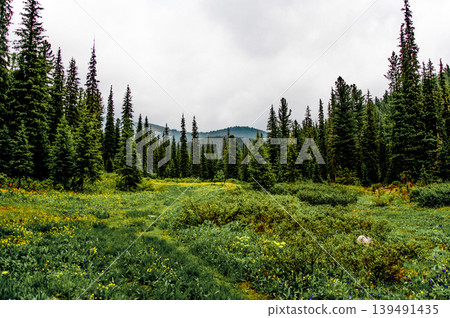 Green summer forest landscape spruce forest trees, grass and cloudy sky, Karelia Green summer forest landscape spruce forest trees, grass and cloudy sky, Karelia 139491435