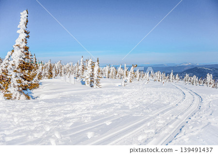 White Siberia winter spruce forest landscape, snowy trees sky, bright sunny day White Siberia winter spruce forest landscape, snowy trees sky, bright sunny day 139491437