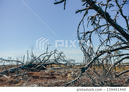 Desert landscape burnt forest, dry trees no leaves background blue sky Karelia Desert landscape burnt forest, dry trees no leaves background blue sky Karelia 139491440