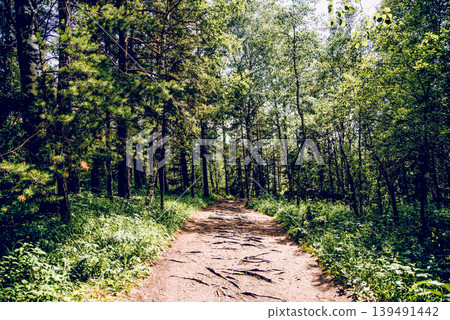 Green summer forest landscape greenwood forest trees, grass and cloudy sky Green summer forest landscape greenwood forest trees, grass and cloudy sky 139491442