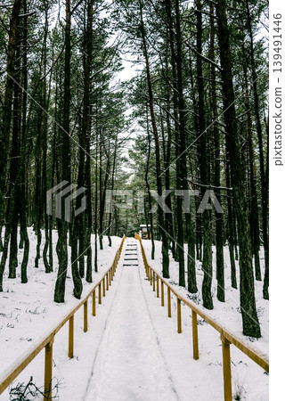 White Siberia winter spruce forest landscape, snow trees sky, bright cloudy day White Siberia winter spruce forest landscape, snow trees sky, bright cloudy day 139491446