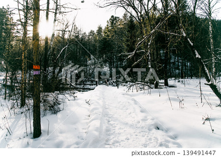 White Siberia winter spruce forest landscape, snow trees sky, bright cloudy day White Siberia winter spruce forest landscape, snow trees sky, bright cloudy day 139491447
