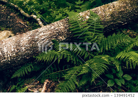 Green summer forest landscape greenwood forest trees, grass and cloudy sky Green summer forest landscape greenwood forest trees, grass and cloudy sky 139491452