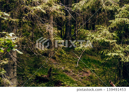 Green summer forest landscape spruce forest trees, grass and cloudy sky, Karelia Green summer forest landscape spruce forest trees, grass and cloudy sky, Karelia 139491453