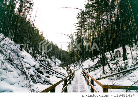 White Siberia winter spruce forest landscape, snow trees sky, bright cloudy day White Siberia winter spruce forest landscape, snow trees sky, bright cloudy day 139491454