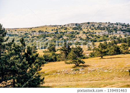 Subtropical spruce deciduous forest on southern coast Crimean peninsula summer Subtropical spruce deciduous forest on southern coast Crimean peninsula summer 139491463