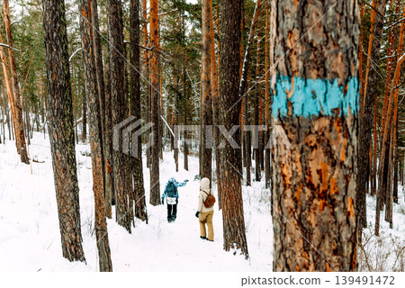 White Siberia winter spruce forest landscape, snow trees sky, bright cloudy day White Siberia winter spruce forest landscape, snow trees sky, bright cloudy day 139491472