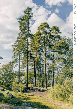 Green summer forest landscape greenwood forest trees, grass and cloudy sky Green summer forest landscape greenwood forest trees, grass and cloudy sky 139491474
