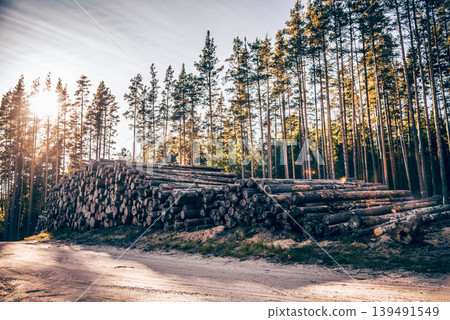 Logs in storage, felling in spruce and deciduous forests in Karelia, Russia Logs in storage, felling in spruce and deciduous forests in Karelia, Russia 139491549