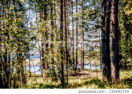 Green summer forest landscape spruce forest trees, grass and cloudy sky, Karelia Green summer forest landscape spruce forest trees, grass and cloudy sky, Karelia 139491554