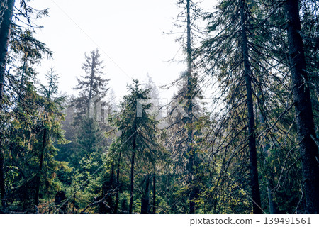 Green summer forest landscape spruce forest trees, grass and cloudy sky, Karelia 139491561