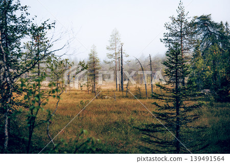 Green summer forest landscape spruce forest trees, grass and cloudy sky, Karelia Green summer forest landscape spruce forest trees, grass and cloudy sky, Karelia 139491564