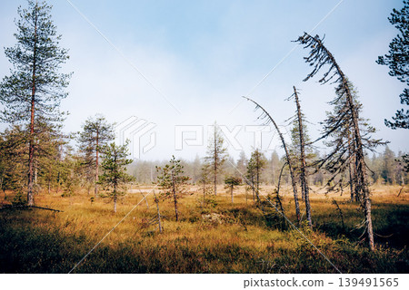Green summer forest landscape spruce forest trees, grass and cloudy sky, Karelia Green summer forest landscape spruce forest trees, grass and cloudy sky, Karelia 139491565