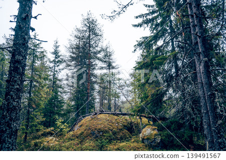 Green summer forest landscape spruce forest trees, grass and cloudy sky, Karelia Green summer forest landscape spruce forest trees, grass and cloudy sky, Karelia 139491567