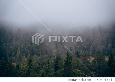 Green summer forest landscape spruce forest trees, grass and cloudy sky, Karelia Green summer forest landscape spruce forest trees, grass and cloudy sky, Karelia 139491571