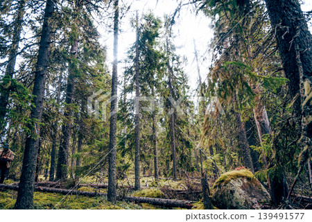 Green summer forest landscape spruce forest trees, grass and cloudy sky, Karelia Green summer forest landscape spruce forest trees, grass and cloudy sky, Karelia 139491577