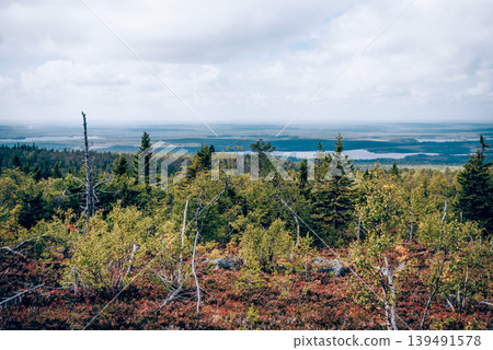 Green summer forest landscape spruce forest trees, grass and cloudy sky, Karelia Green summer forest landscape spruce forest trees, grass and cloudy sky, Karelia 139491578