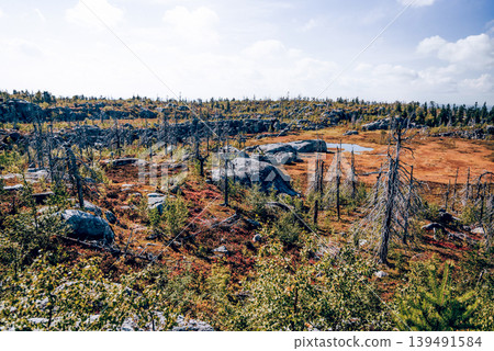 Forest with dead spruce deciduous trees on top Mount Vottovaara Karelia, Russia Forest with dead spruce deciduous trees on top Mount Vottovaara Karelia, Russia 139491584