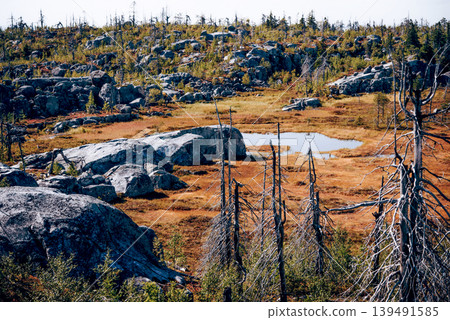 Forest with dead spruce deciduous trees on top Mount Vottovaara Karelia, Russia Forest with dead spruce deciduous trees on top Mount Vottovaara Karelia, Russia 139491585