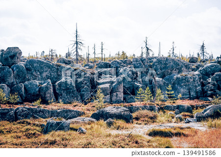 Forest with dead spruce deciduous trees on top Mount Vottovaara Karelia, Russia Forest with dead spruce deciduous trees on top Mount Vottovaara Karelia, Russia 139491586