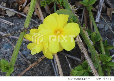 Yellow Unnan Ophiopogon flowers blooming in a park in spring Yellow Unnan Ophiopogon flowers blooming in a park in spring 139491645