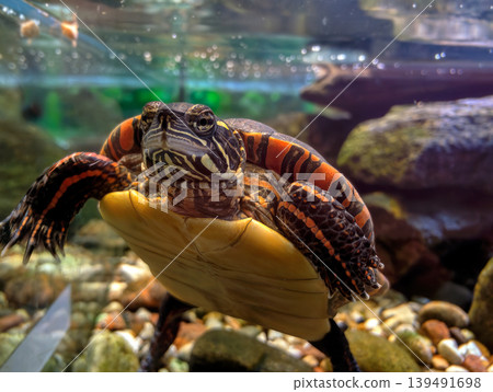 Red-eared slider turtle swimming in aquarium tank, closeup underwater view Red-eared slider turtle swimming in aquarium tank, closeup underwater view 139491698
