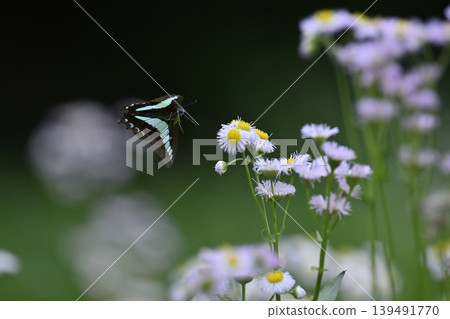 Beautiful Bluebottle butterfly and Erigeron annuus Beautiful Bluebottle butterfly and Erigeron annuus 139491770