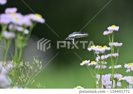 Beautiful Bluebottle butterfly and Erigeron annuus Beautiful Bluebottle butterfly and Erigeron annuus 139491772