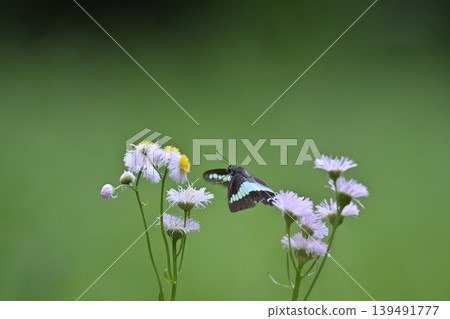 Beautiful Bluebottle butterfly and Erigeron annuus 139491777