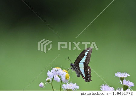 Beautiful Bluebottle butterfly and Erigeron annuus Beautiful Bluebottle butterfly and Erigeron annuus 139491778