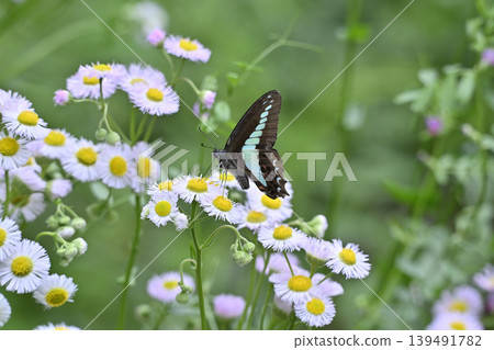 Beautiful Bluebottle butterfly and Erigeron annuus Beautiful Bluebottle butterfly and Erigeron annuus 139491782
