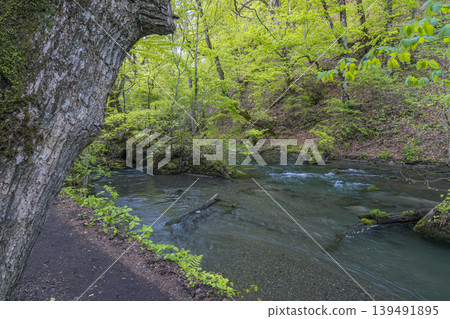 The Oirase Stream flows amidst lush greenery, a beautiful spring scene (Aomori Prefecture) The Oirase Stream flows amidst lush greenery, a beautiful spring scene (Aomori Prefecture) 139491895