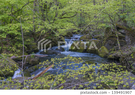 The Oirase Stream flows over moss-covered rocks, a beautiful spring scene with fresh greenery (Aomori Prefecture) The Oirase Stream flows over moss-covered rocks, a beautiful spring scene with fresh greenery (Aomori Prefecture) 139491907