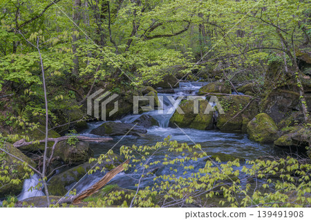 The moss-covered rocks and turbulent currents of the Oirase Stream, and the spring scenery of the lush green forest (Aomori Prefecture) - May The moss-covered rocks and turbulent currents of the Oirase Stream, and the spring scenery of the lush green forest (Aomori Prefecture) - May 139491908