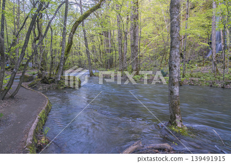 A tranquil river and fresh green leaves: Spring in the Oirase Gorge (Aomori Prefecture) A tranquil river and fresh green leaves: Spring in the Oirase Gorge (Aomori Prefecture) 139491915