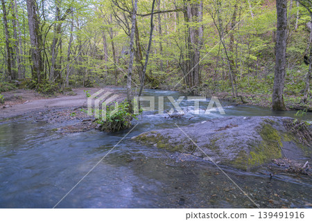 The tranquil flow of the Oirase Stream and the fresh greenery of spring (Aomori Prefecture) The tranquil flow of the Oirase Stream and the fresh greenery of spring (Aomori Prefecture) 139491916